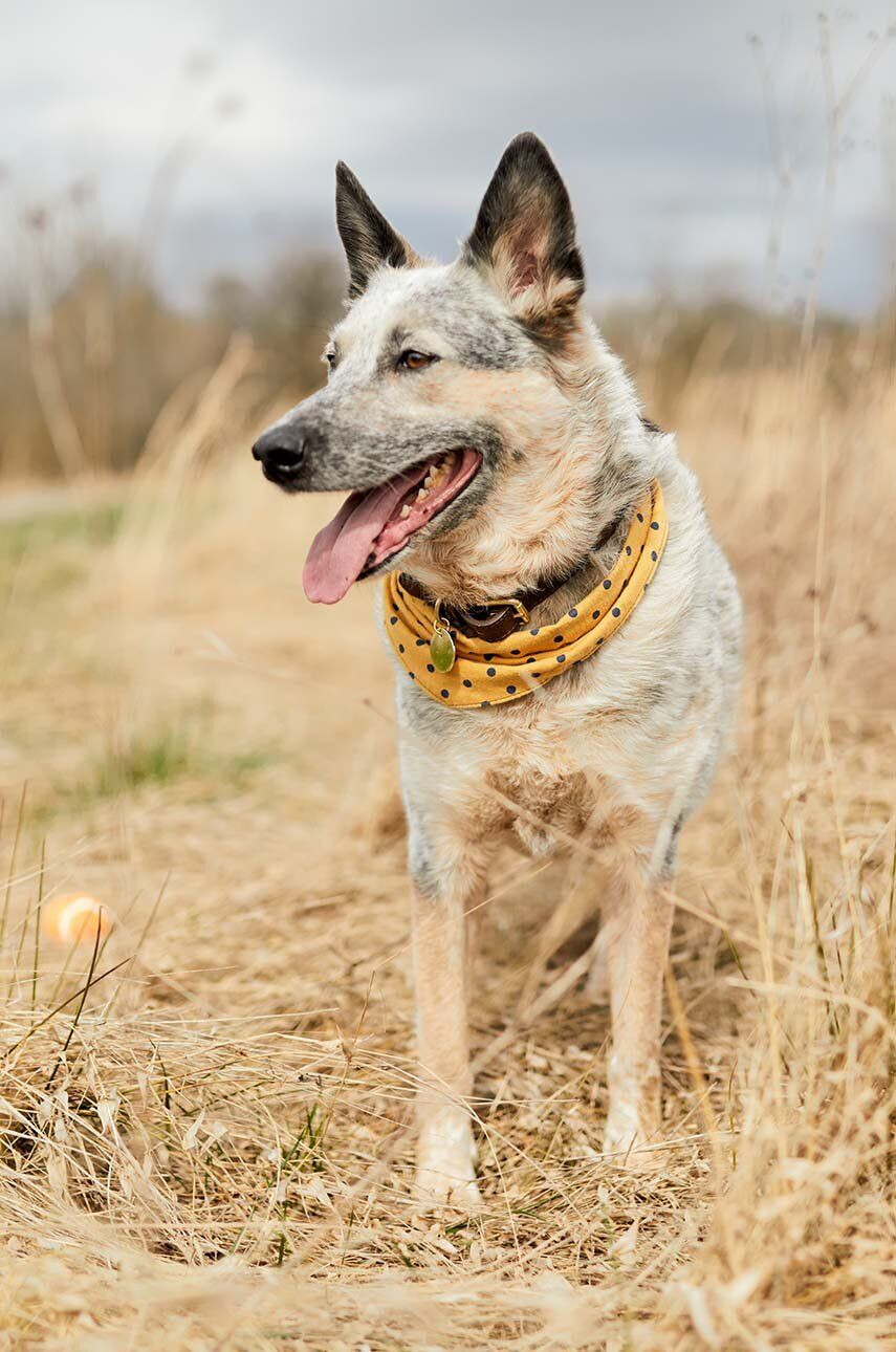 Field + Wander Šátek pro domácí mazlíčky Dog Bandana - Pepit.cz